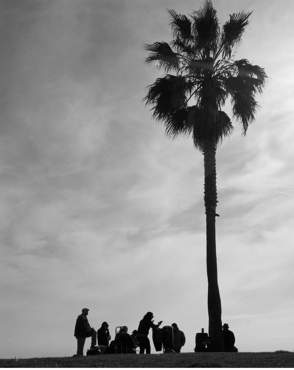 Alicia Wiedemann's photograph of a drum circle beneath a palm tree